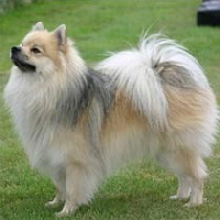 Mittelspitz Count Harvey from Balgowansglory Mittelspitz Count Harvey from Balgowansglory