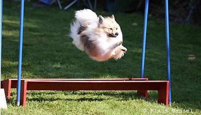 Mittelspitz Felix der II beim Agility