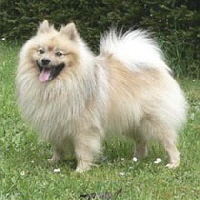 Mittelspitz Nero Wotan vom Alten Nierstal02 Mittelspitz Nero Wotan vom Alten Nierstal02